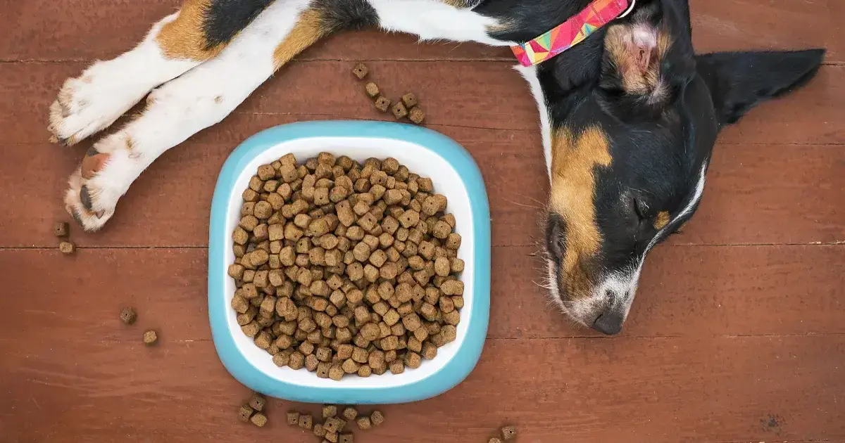 popular pet food brands