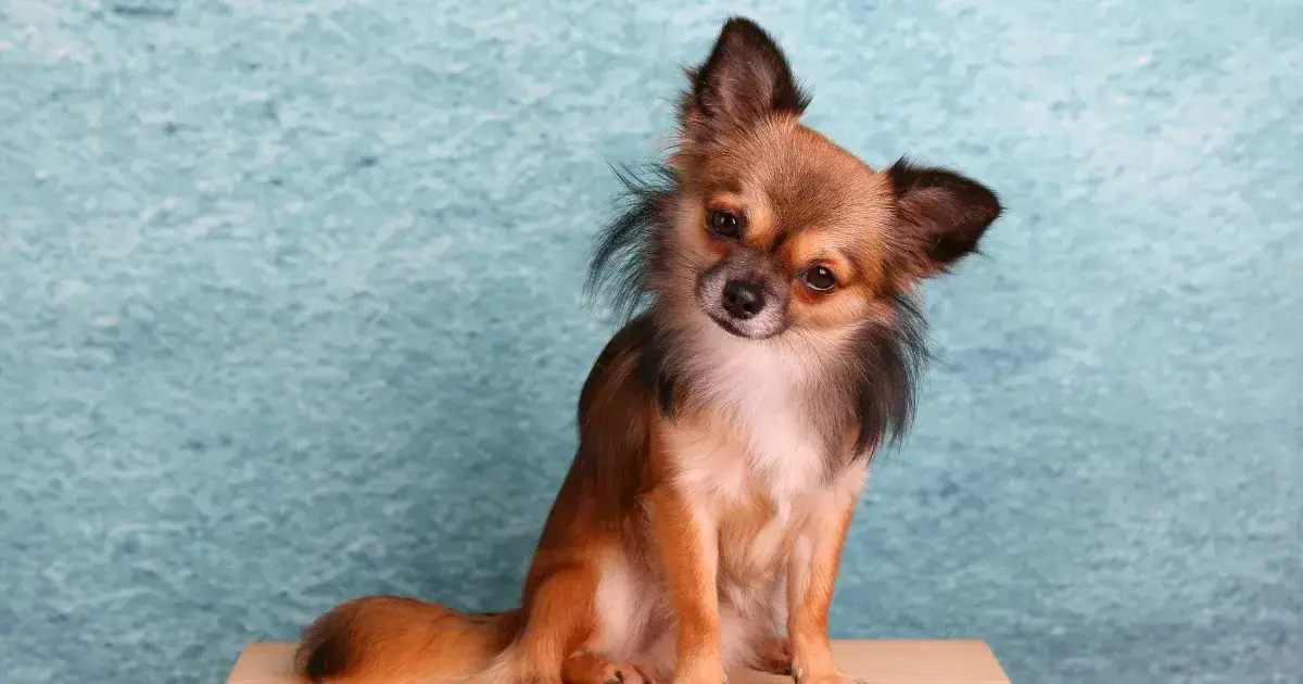 pos system benefits for pet stores