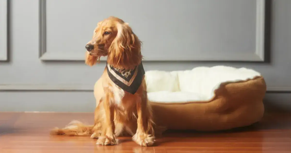 pet store loyalty programs