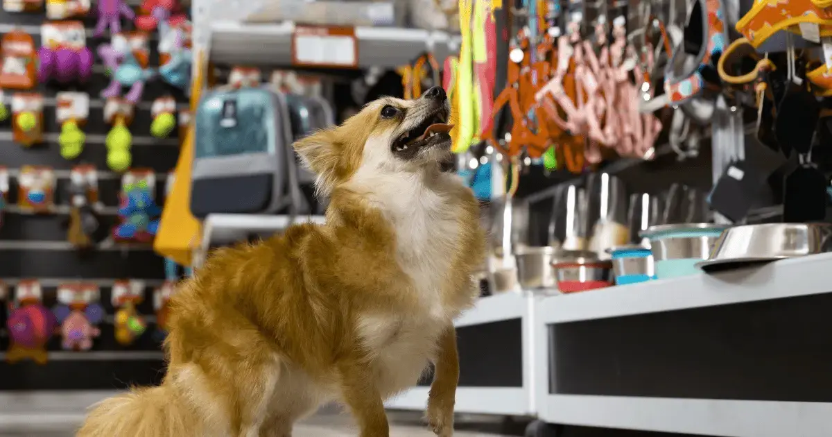 dog in a pet store
