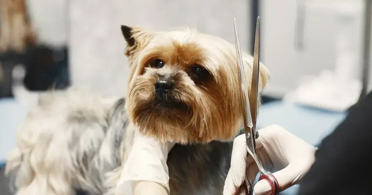 Dog getting a haircut