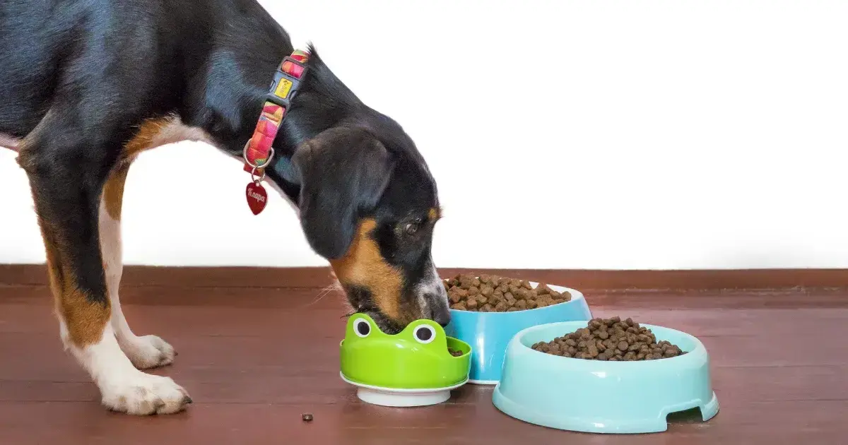 dog eating kibble from multiple food bowls