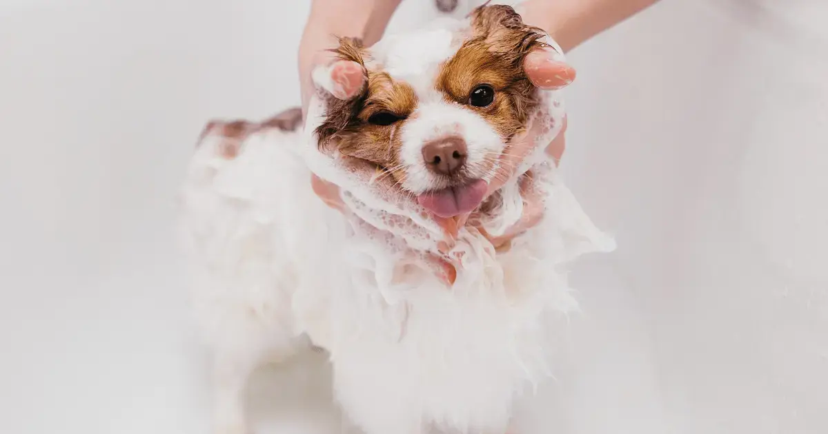 a dog being bathed