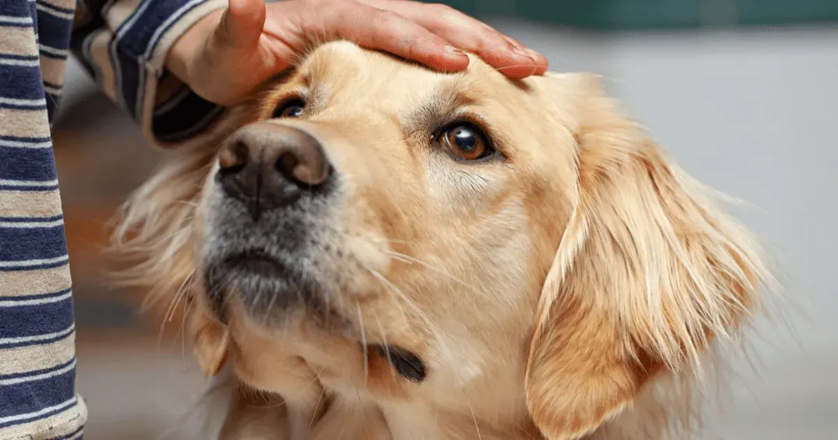 hand patting dog pet inventory