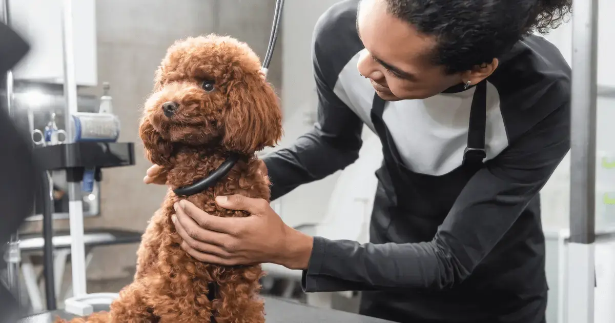 pet services scheduling software