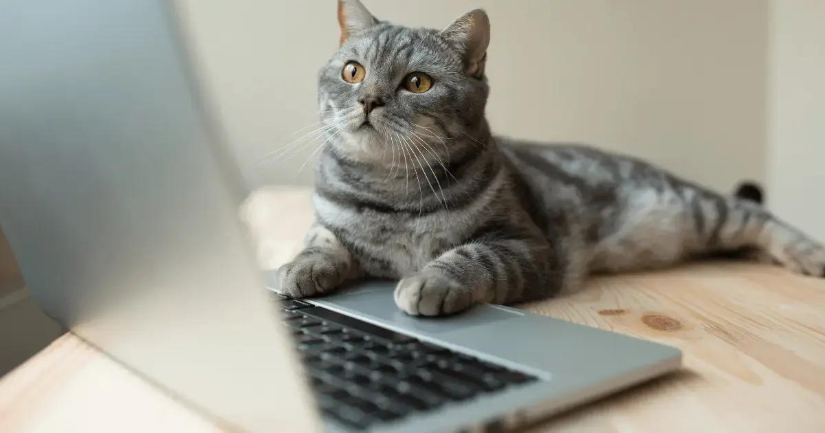 pet store email marketing