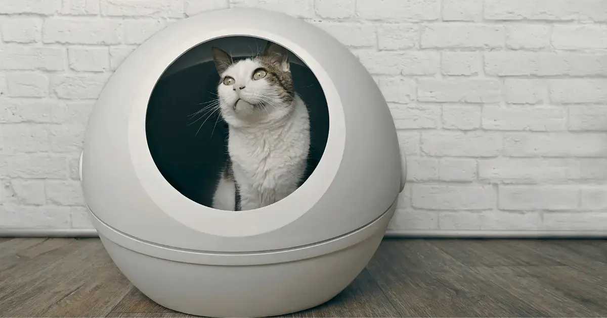 Cat inside a litter box