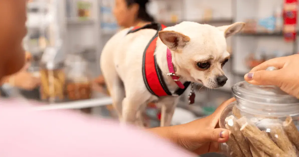 Best Clover POS Alternatives for Pet Stores (2026)