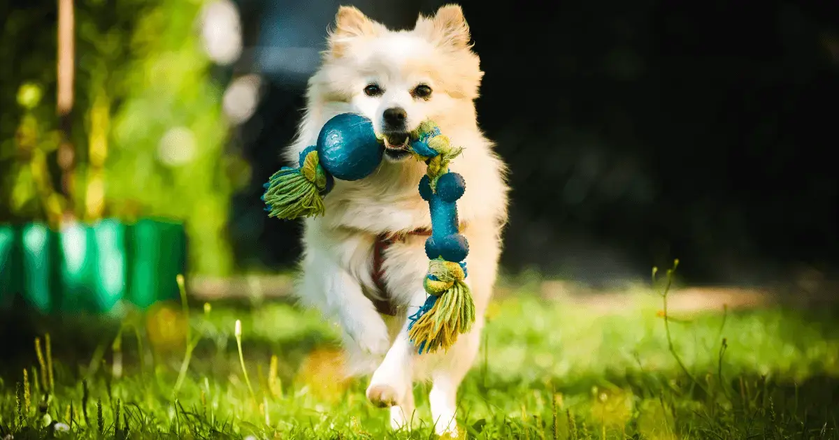 Dog playing with toy