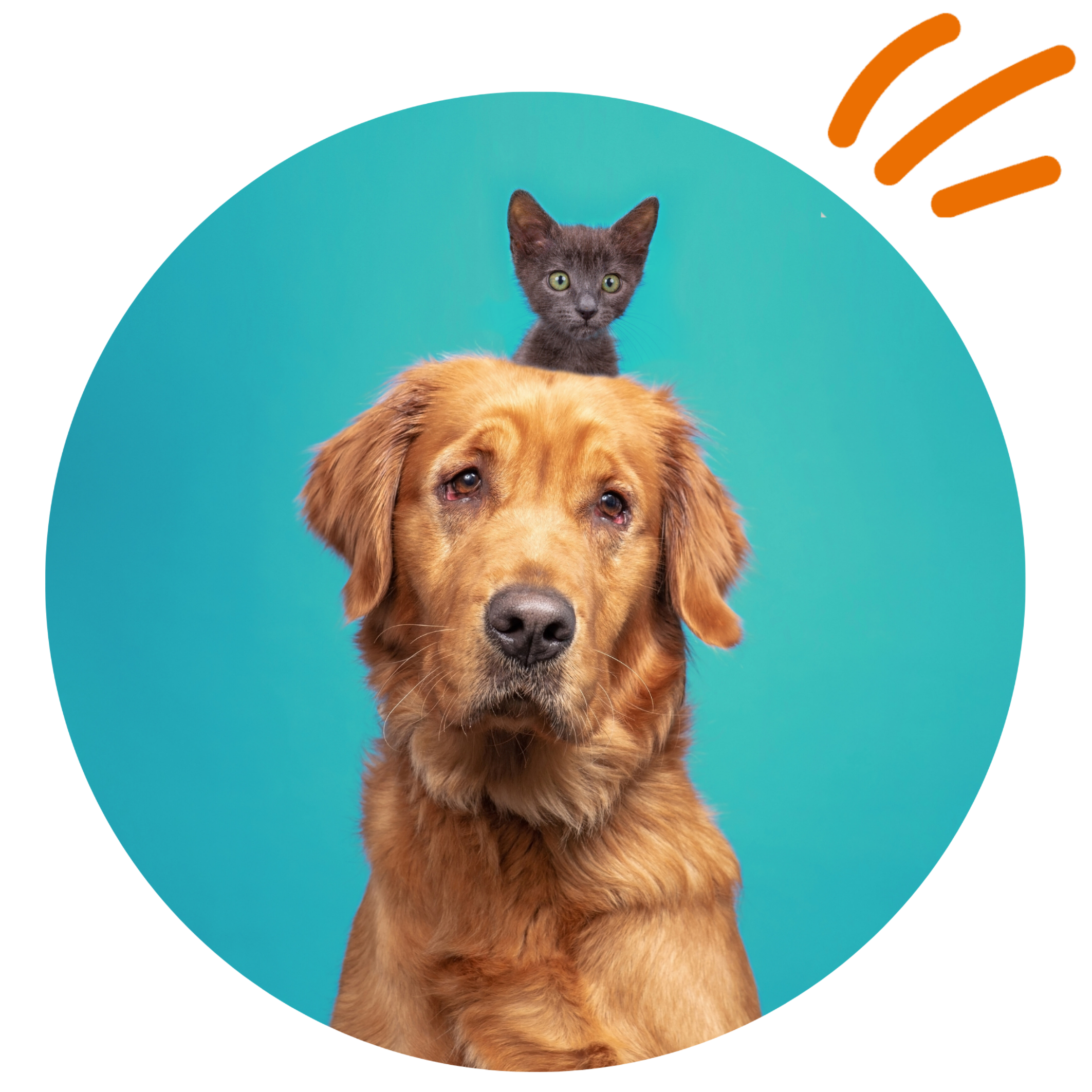 eTailPet animals